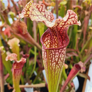 Sarracenia Hybrid H 56 Leucophylla X Oreophila T. Margetts